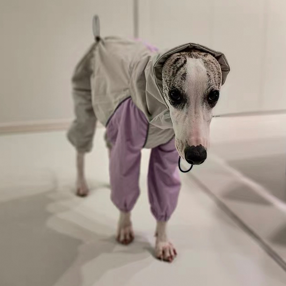 Luxury 4-legged Purple White Jacket for Whipbit Windproof Waterproof Soft RainCoat for Italy Greyhound Huibit Pet Dog Clothes
