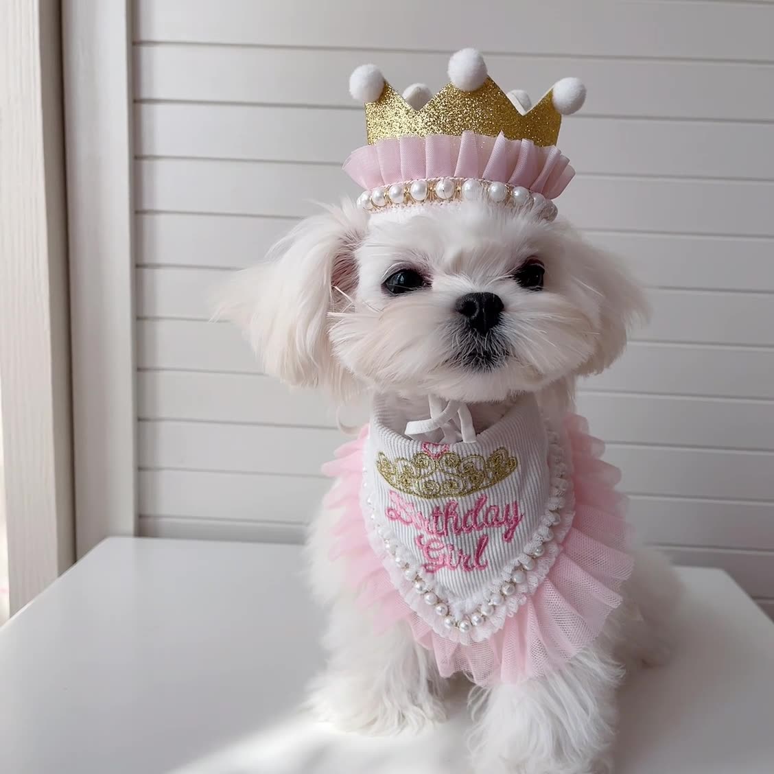 Dog Birthday Crown Hat and Bandanas Set Princess Style Pet Dogs Birthday Party Supplies Hot