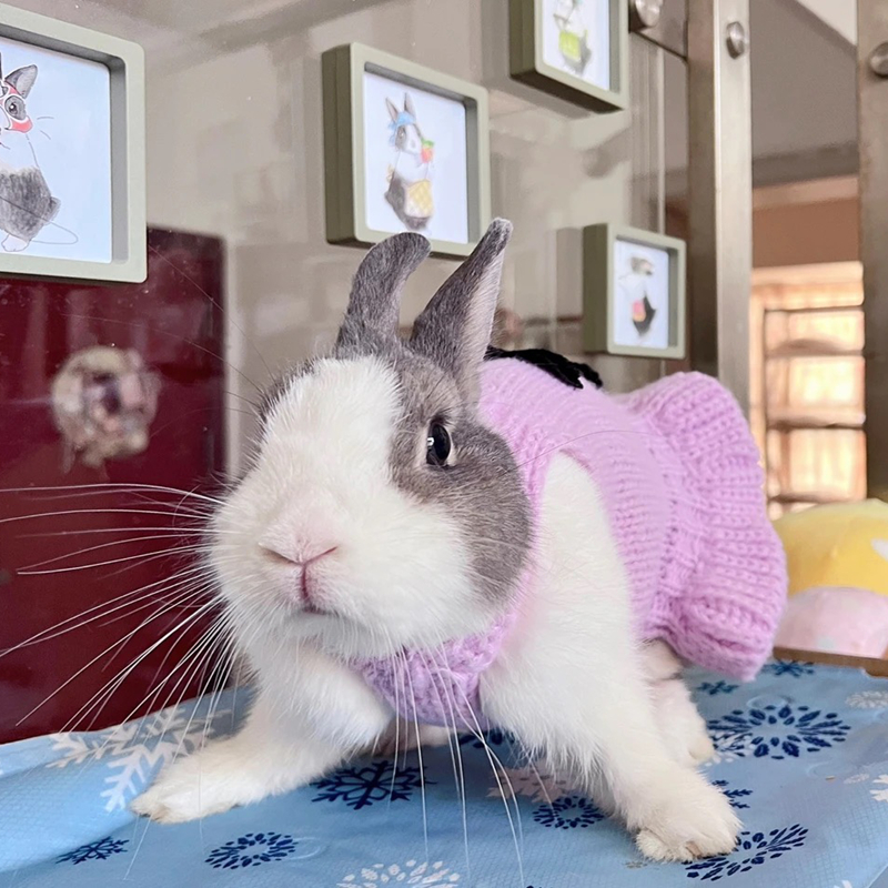free shipping Designer Dog Puppy Dress, Warm Pet Small Clothes Winter Rabbit Sweater Pets Sweatshirt Dogs Coat Cat Coats Kitten Dresses Candy XS Y278
