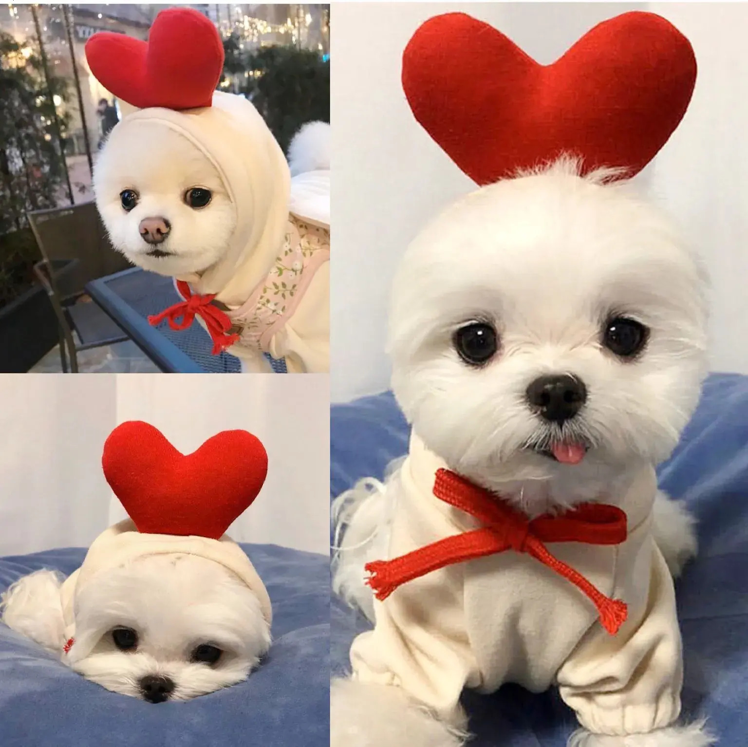 Update Fruit Transform Cat Small Medium-Sized Dog Autumn And Winter Hoodie Fleece Clothes Pet Supplies Teddy Method Wholesale Factory Home New Clothin