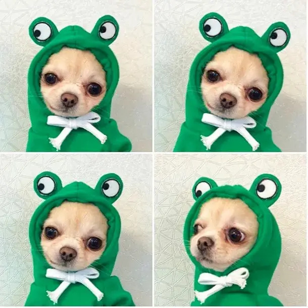 Update Fruit Transform Cat Small Medium-Sized Dog Autumn And Winter Hoodie Fleece Clothes Pet Supplies Teddy Method Wholesale Factory Home New Clothin - view 6