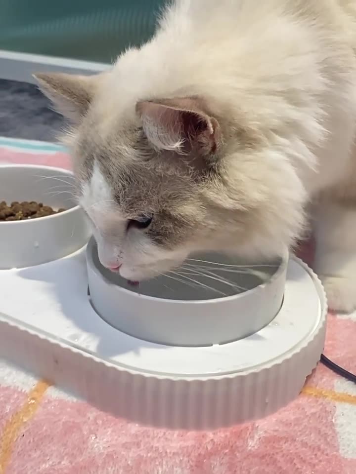 Thermostatic Heated Cat & Dog Feeding Set - Dual-Ceramic Design with Built-In Water Dish for Pets