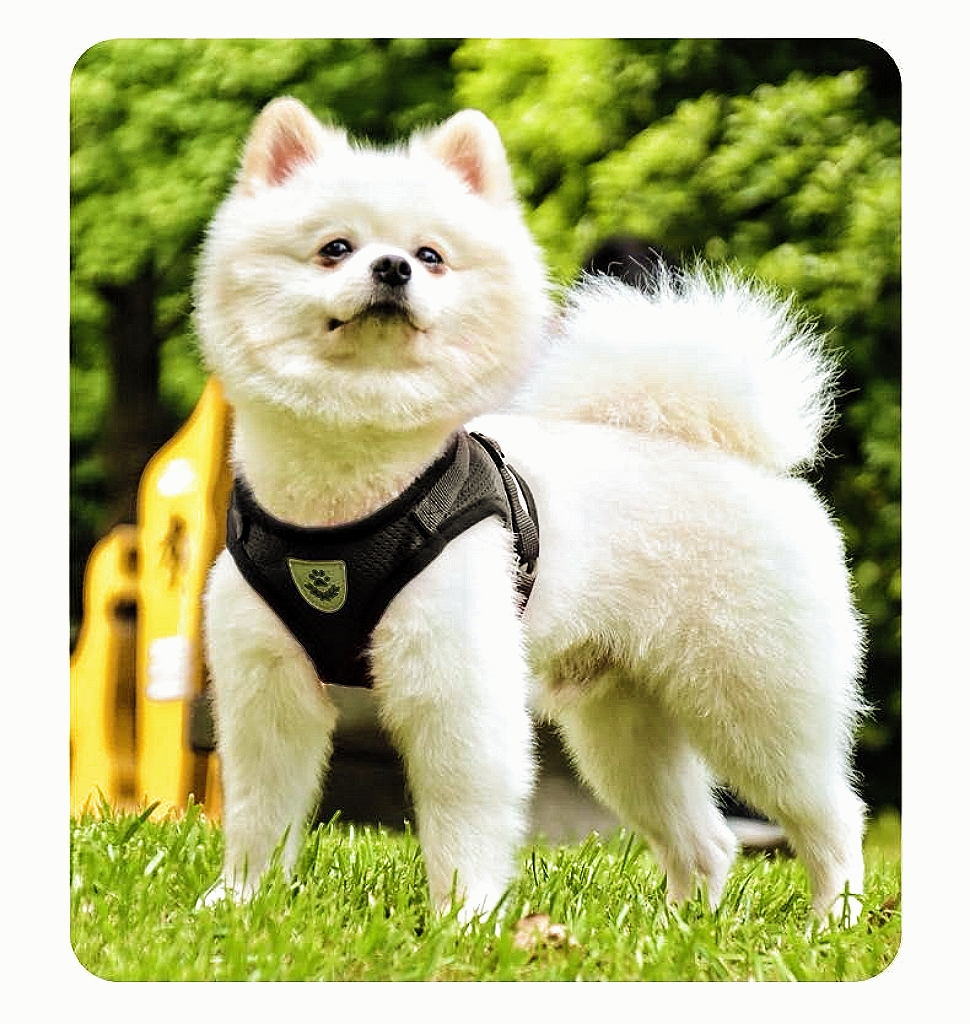 Breathable Pet Harness and Leash Combo Safe and Durable Reflective Vest for Dogs and Cats of All Sizes