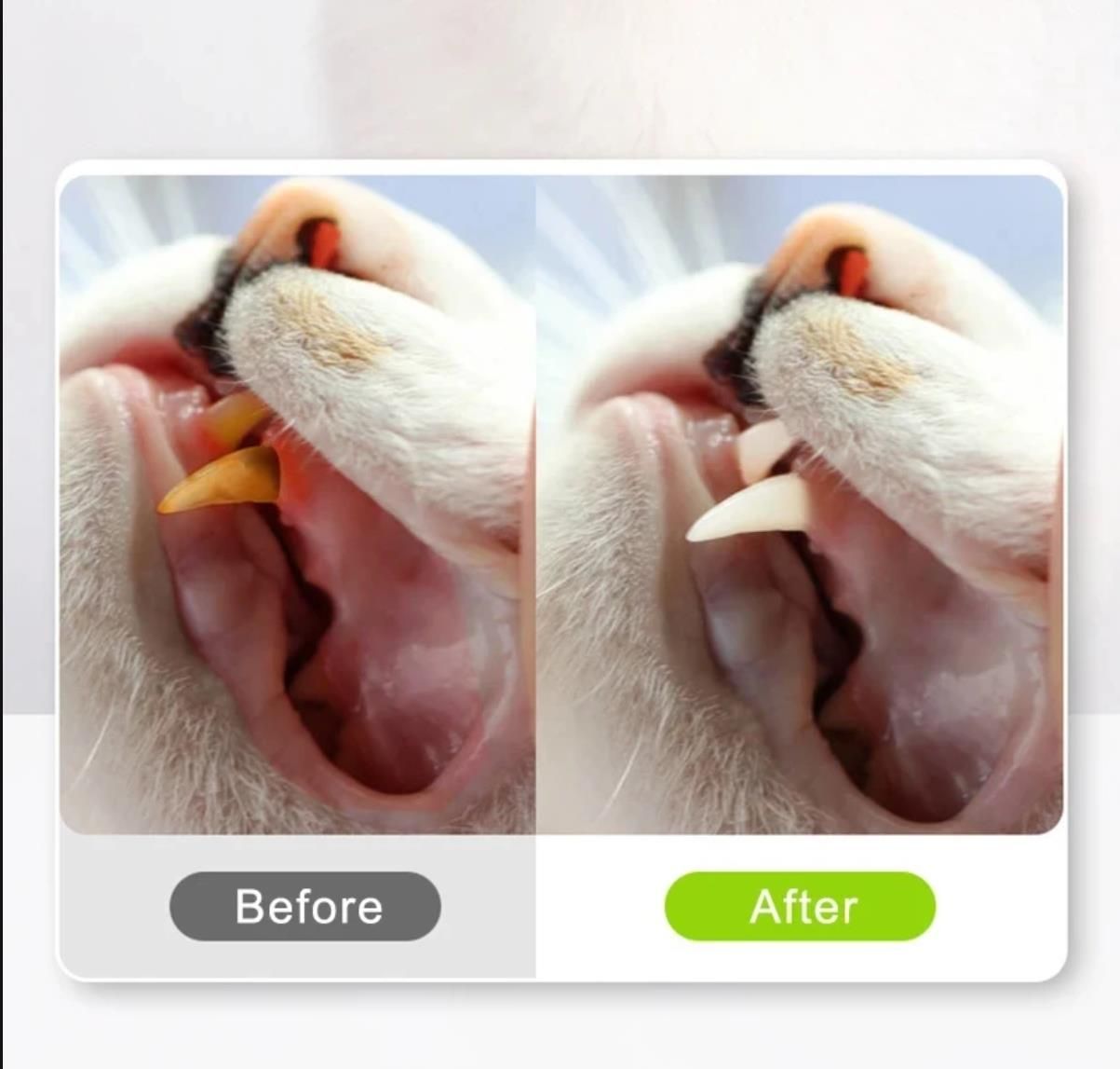 Cat-Friendly Teeth Cleaning Teethers - Organic Silvervine and Raffia Grass Toys