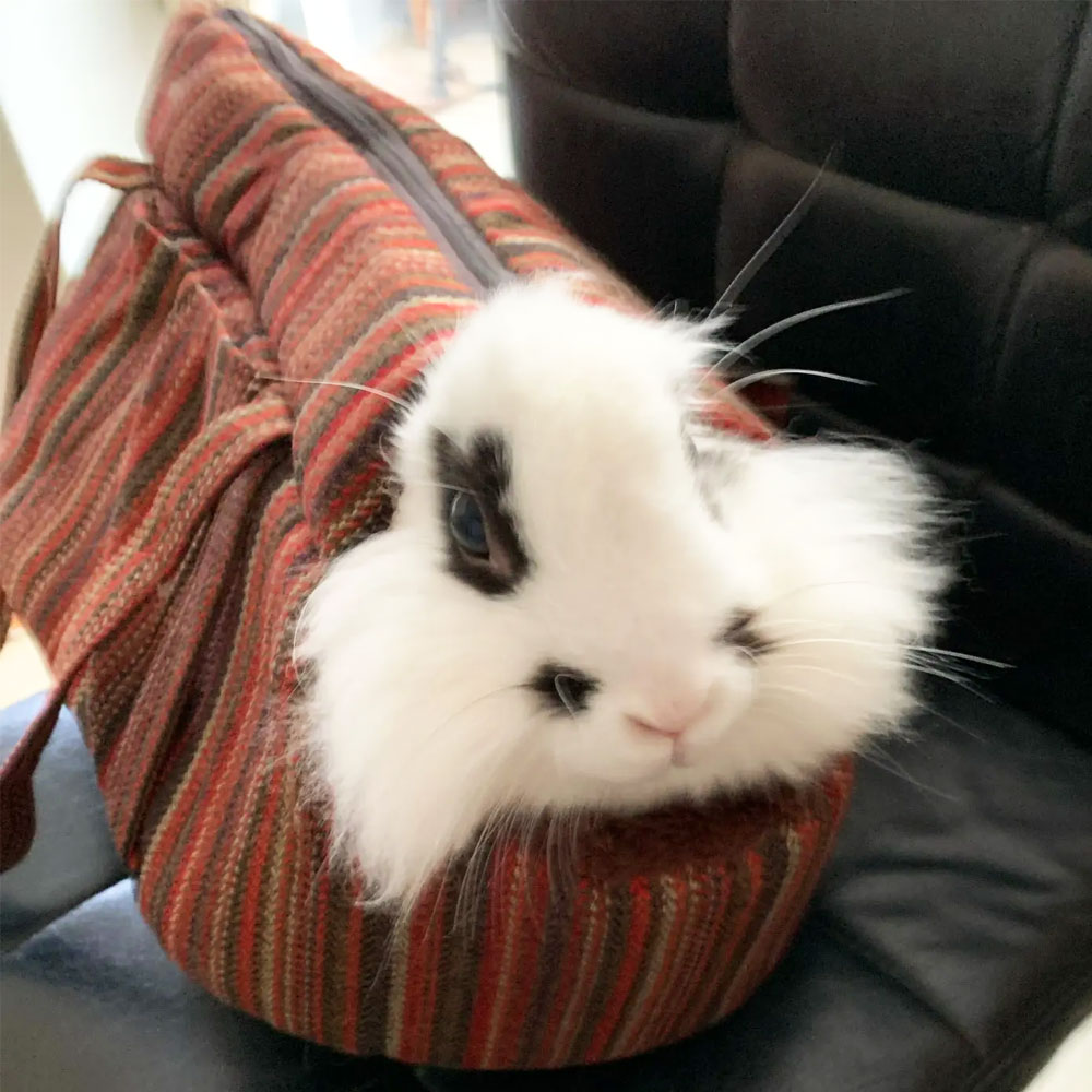 Soft Pet Carrier Winter Warm Comfortable Cat Bed Soft Sided Carriers Slings for Cat Small Dog Pet Carrying Bag