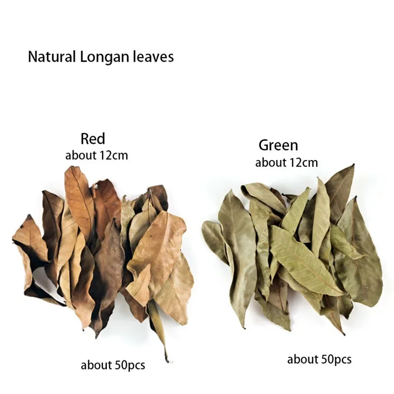 50pcs Natural Leaf Aquarium Filter Terminalia Catappa Foetida Leaves Island Almond Leaf Fish Cleaning Treatment