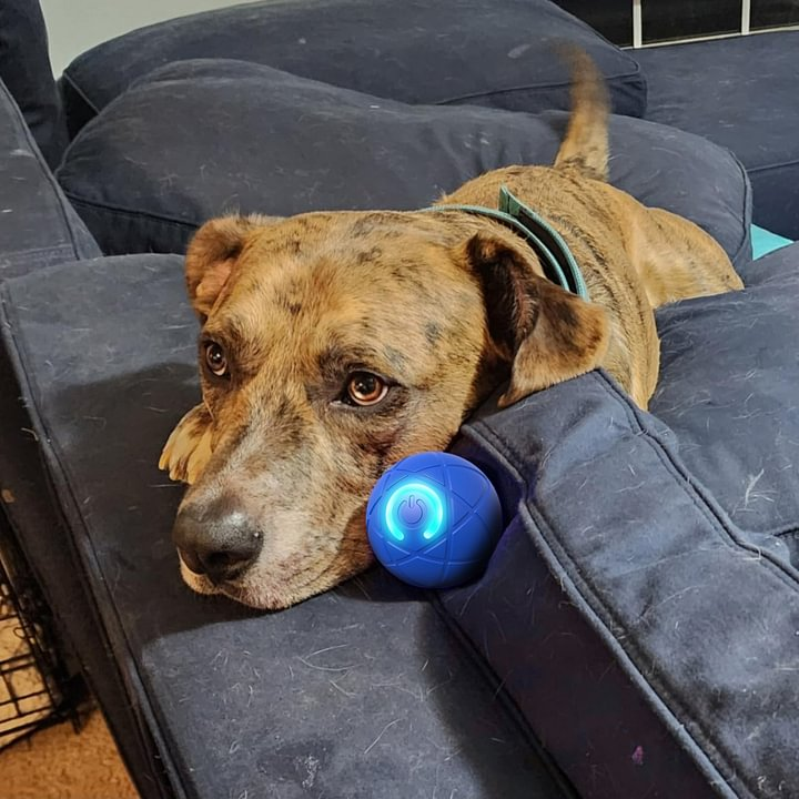 Automatic Moving Bounce Rolling Ball Dog Toy USB Smarts Puppy Interactive Chew Dogs Accessories Pet Toys Home Cats