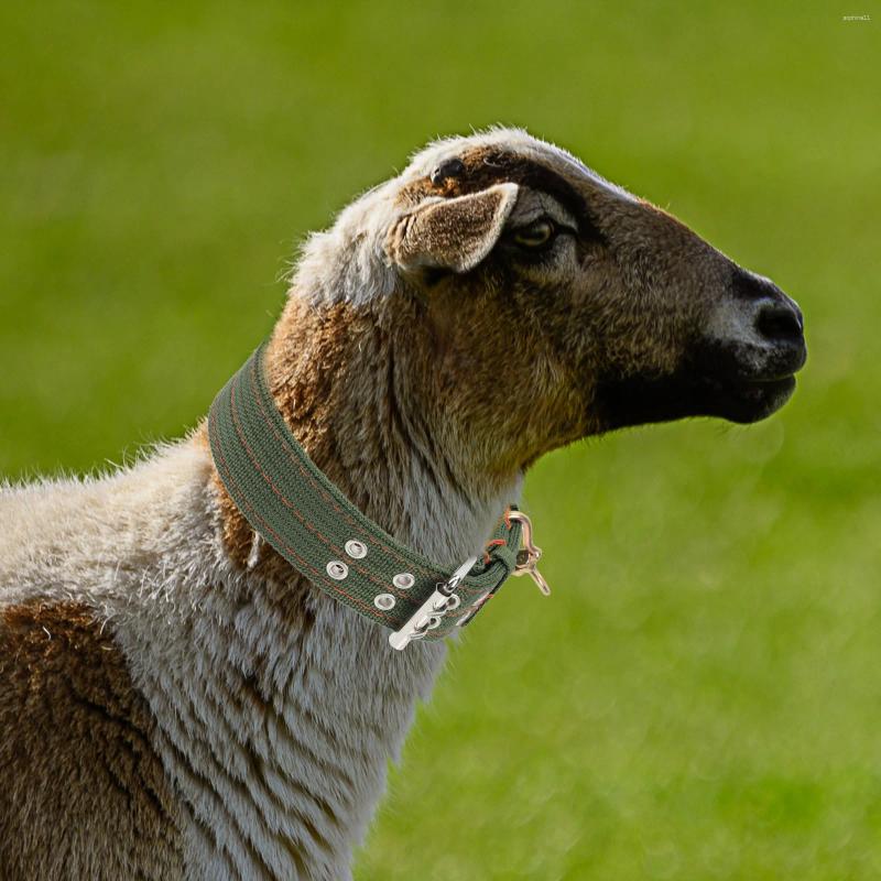 Update Pcs Sheep Collar Collars Adjustable Animal Husbandry Supplies Ox Canvas Livestock Accessories