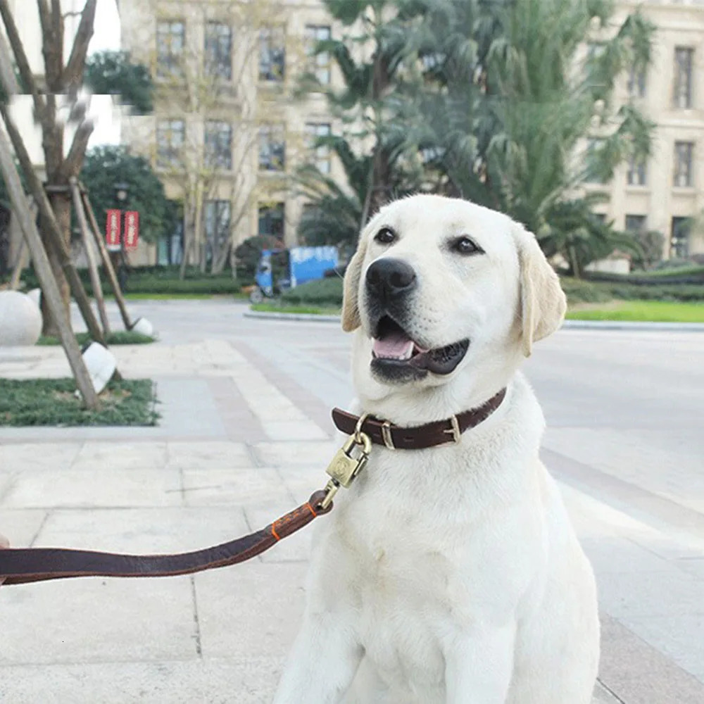 Genuine Real Leather D Ring Dog Collar with Premium Golden Alloy Buckle Adjustable Small Large Dogs Collars 250311