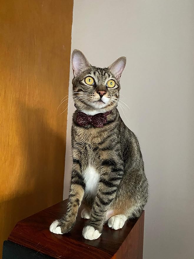 Cat Collar Breakaway with Bowtie and Bell, Red Sparkling Suede Fabric Fashion Kitten Collar with Removable Cat Bowtie Collar for Kitty Cat (18-28cm) B