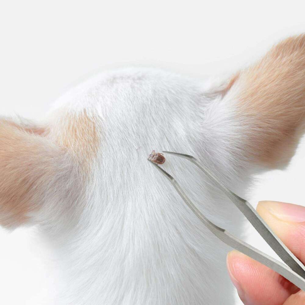 DHpet Stainless Steel Pet Dog Lice Clip Flea Tweezers Small Comb Clip Cat And Dog Lice Flea Clip Cleaning Tool Tick Clip