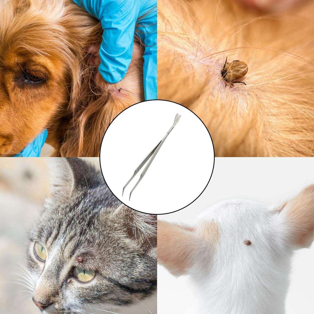 DHpet Stainless Steel Pet Dog Lice Clip Flea Tweezers Small Comb Clip Cat And Dog Lice Flea Clip Cleaning Tool Tick Clip