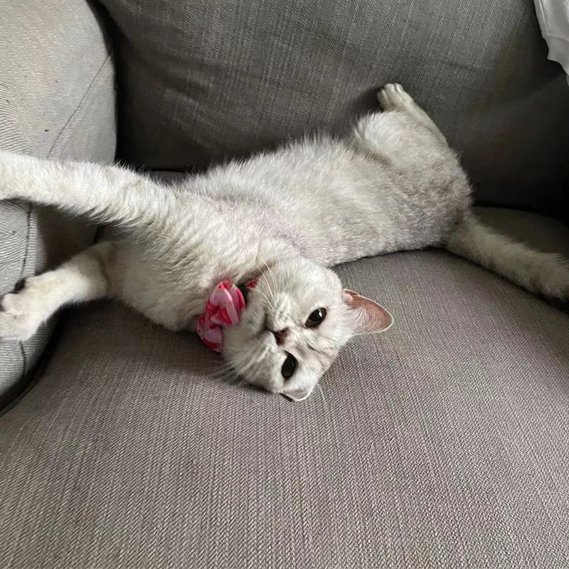 Cute Cat Collar with Bell and Charm Breakaway Bowtie Cat Collar for Kitten Cat Soft Fancy Adjustable Summer Cat Tie with Fruit Series Pattern for Boy 