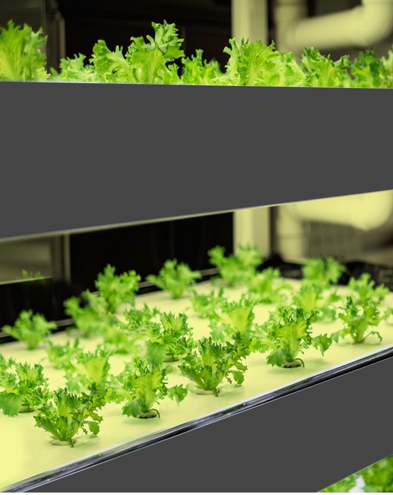Professional Grade Full Spectrum LED Grow Light Strips - Includes Remote Control for Easy Adjustment