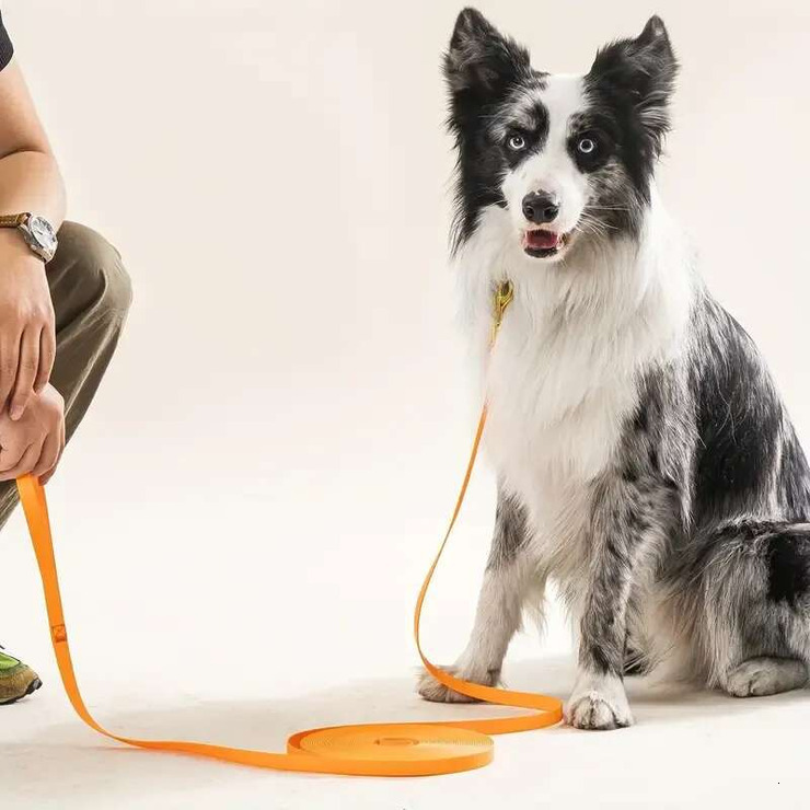 Nylon Small White Stylish Break Dog Pet Collar Synonyms