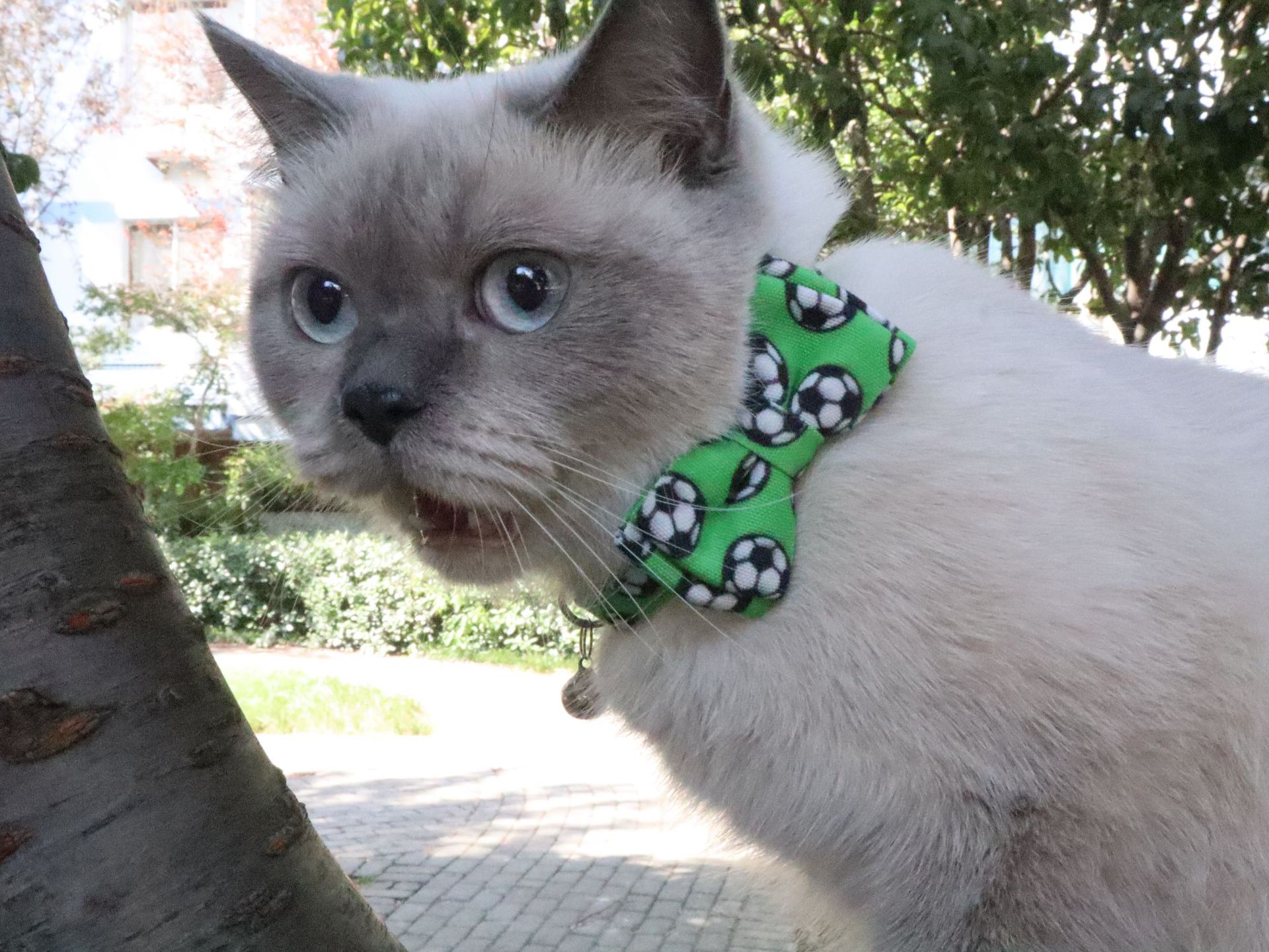 Interesting Prints Cat Collar with Bell Breakaway Bowtie, Adjustable Kitty Tie for Male Female Cats, Football Pattern Summer Cat Collar for Boy Girl C