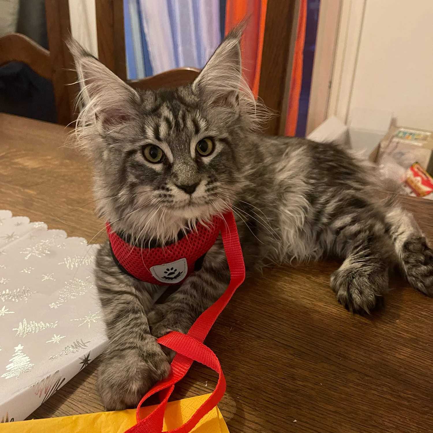 Cat harness adjustable vest walking rope set suitable for dog collars breathable mesh harness suitable for small and medium-sized cats and dogs pet le