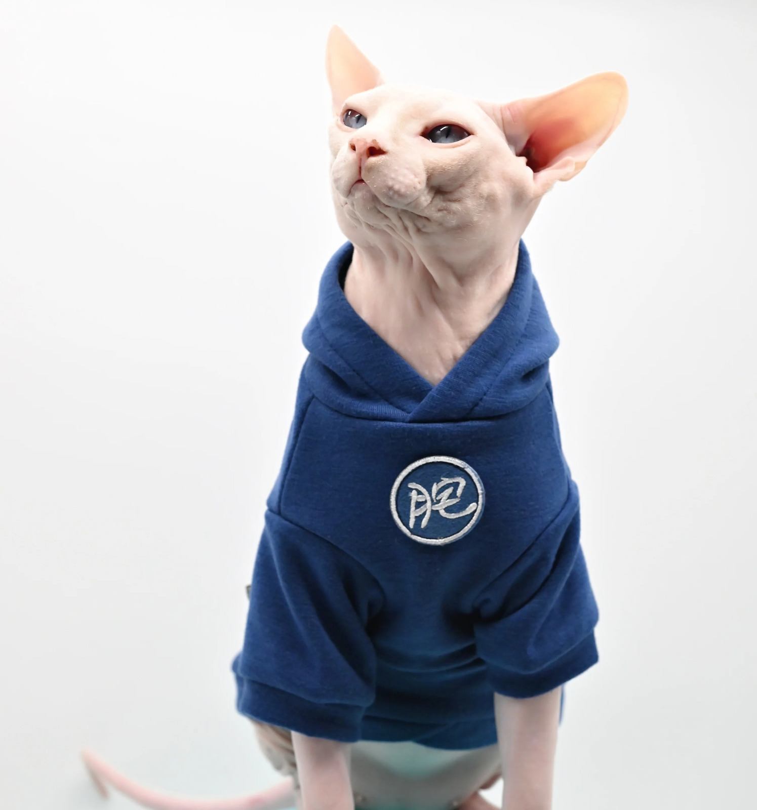 Sphinx cat pet clothing soft and warm hoodie sports style cotton hairless Devonshire winter 250318
