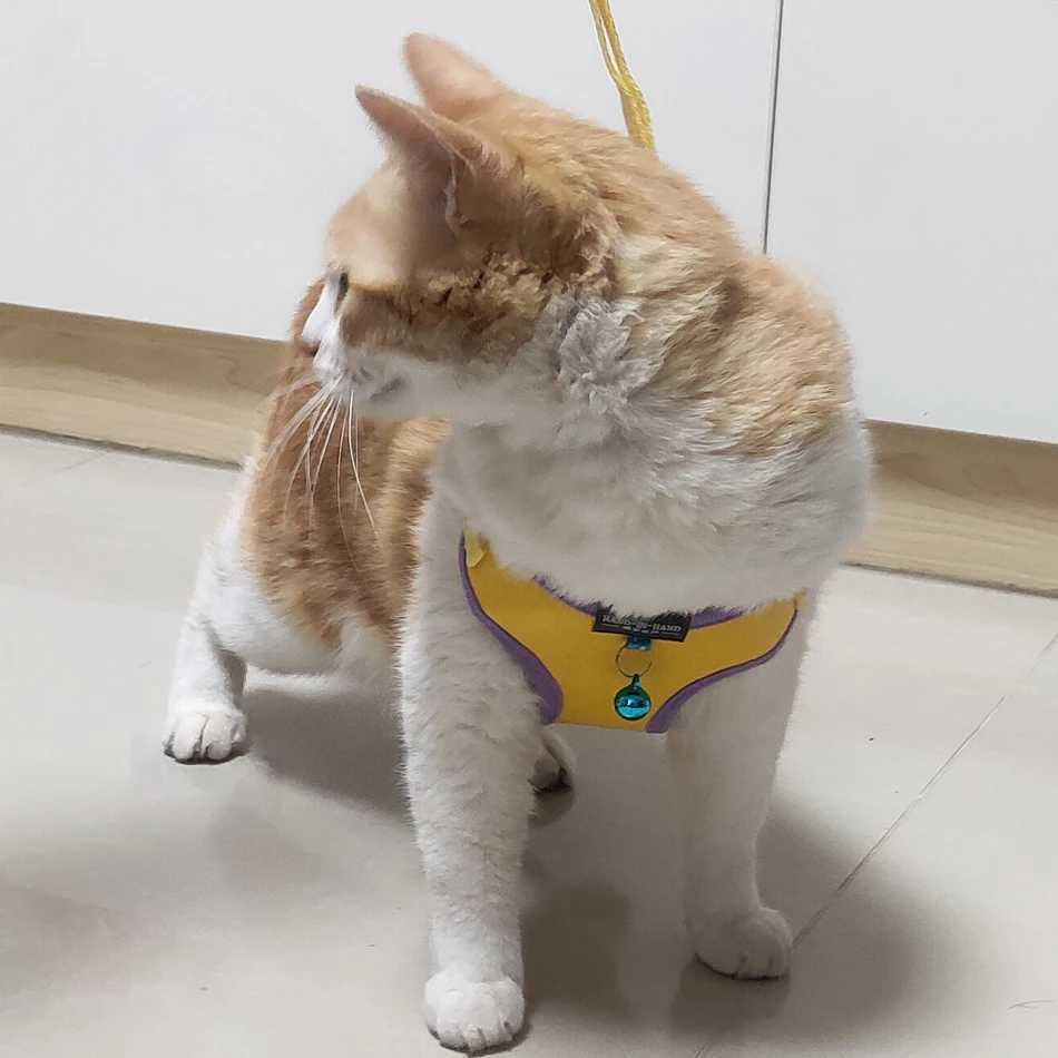 Pet cat harness vest strap with adjustable pet harness and bell walking strap suitable for cats dogs small and medium-sized dogs imitation leatherT250
