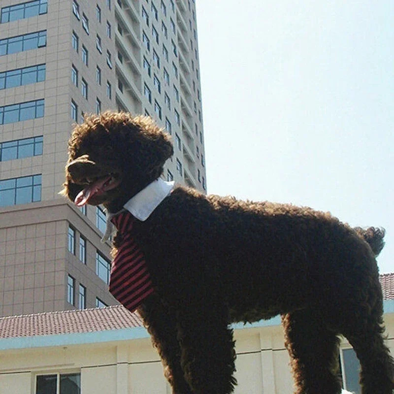 Fashionable dog cat striped bow collar pet adjustable tie white tailcoat color random 250318
