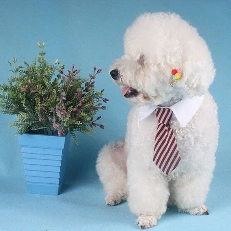 Fashionable dog cat striped bow collar pet adjustable tie white tailcoat color random 250318