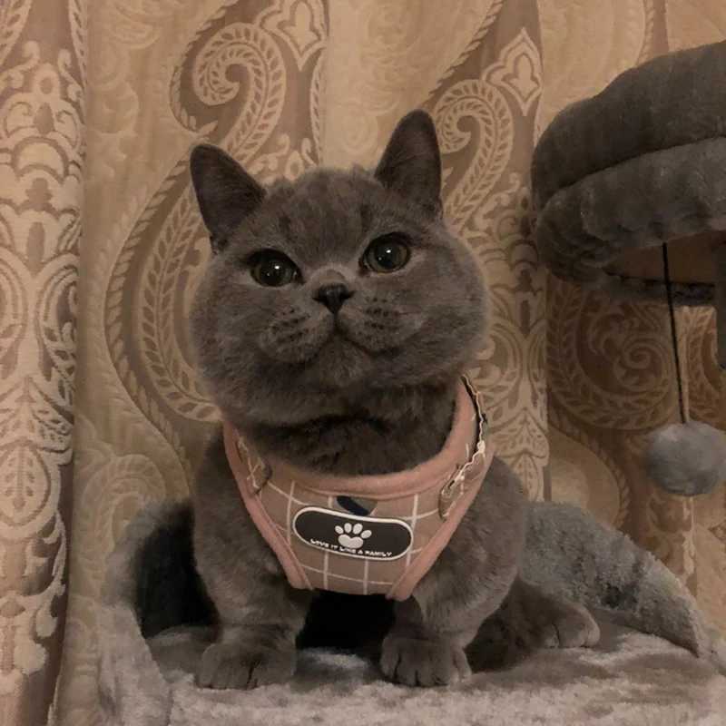 Fashion plaid cat cover summer mesh pet strap and belt set Katten Kitty mascot product Gotas accessoriesT250318