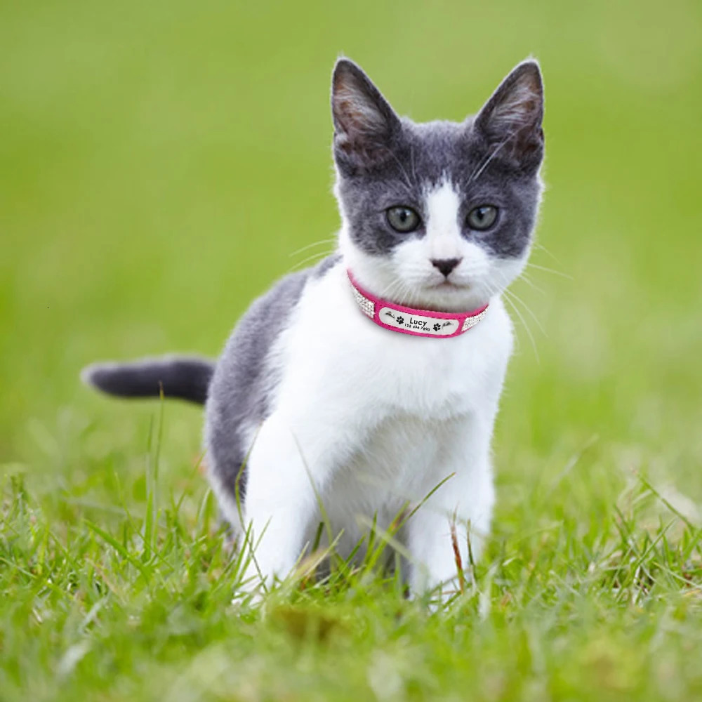 Leather cat collar personalized suitable for puppies pets kittens names no carving adjustable 250318