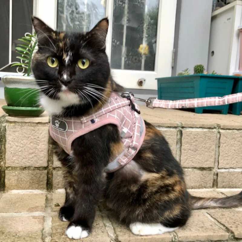 Adjustable cat and dog harness and belt set mesh breathable pet vest harness suitable for cats dogs kittens chatting gatos accesoriosT250318