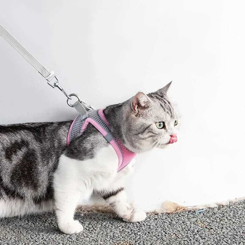 Cat Strap Set Adjustable Dog Collar for French Bulldog Strap Vest Puppy Chihuahua Pet Outdoor Walking Lead StrapT250318