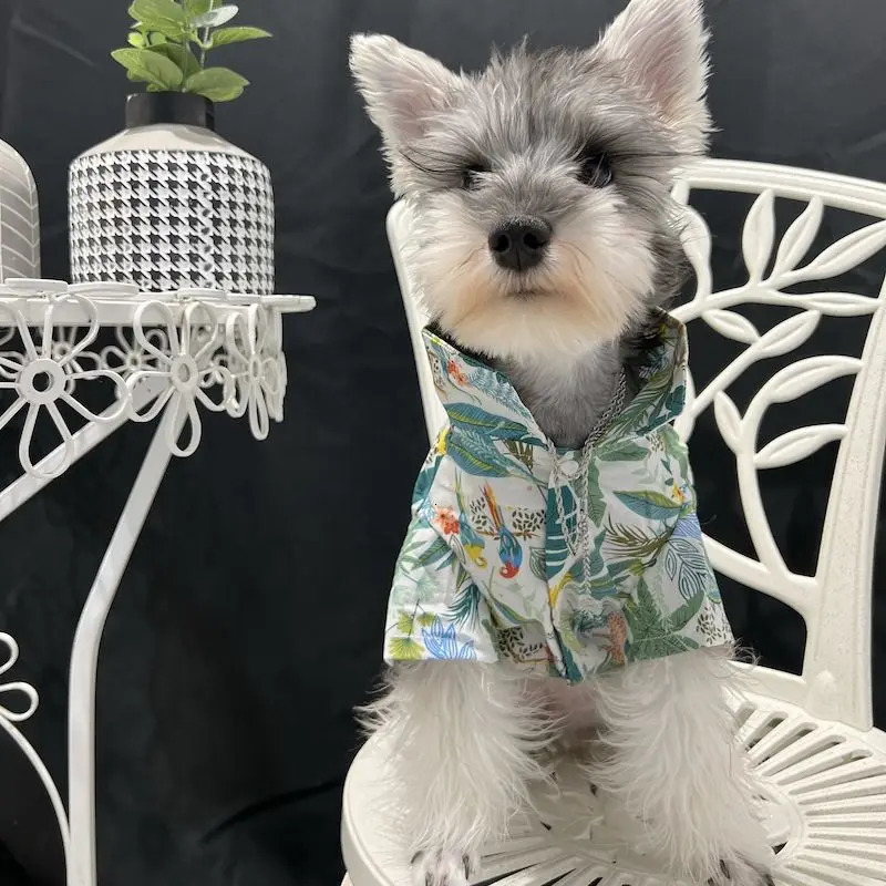 Pet clothes summer thin cat and dog pattern shirt Teddy Schnauzer 250318