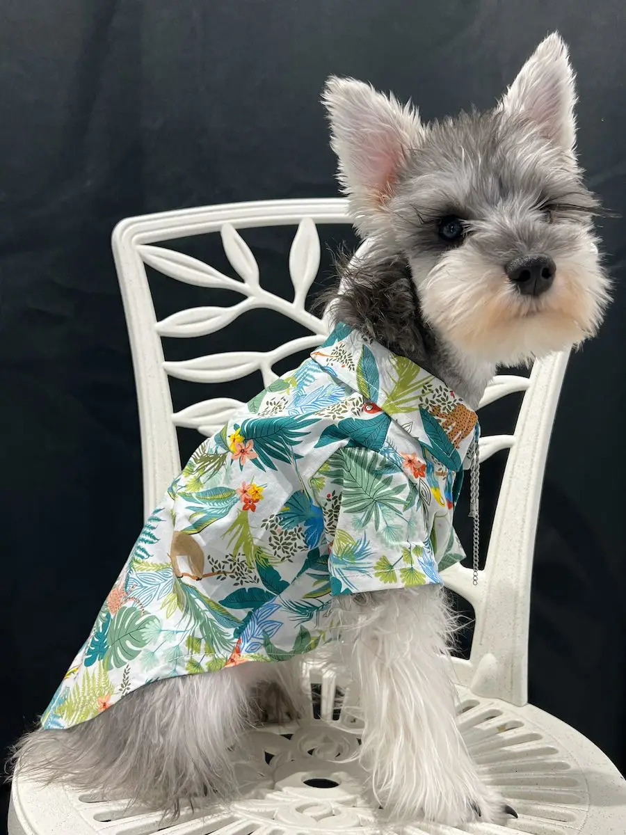 Pet clothes summer thin cat and dog pattern shirt Teddy Schnauzer 250318