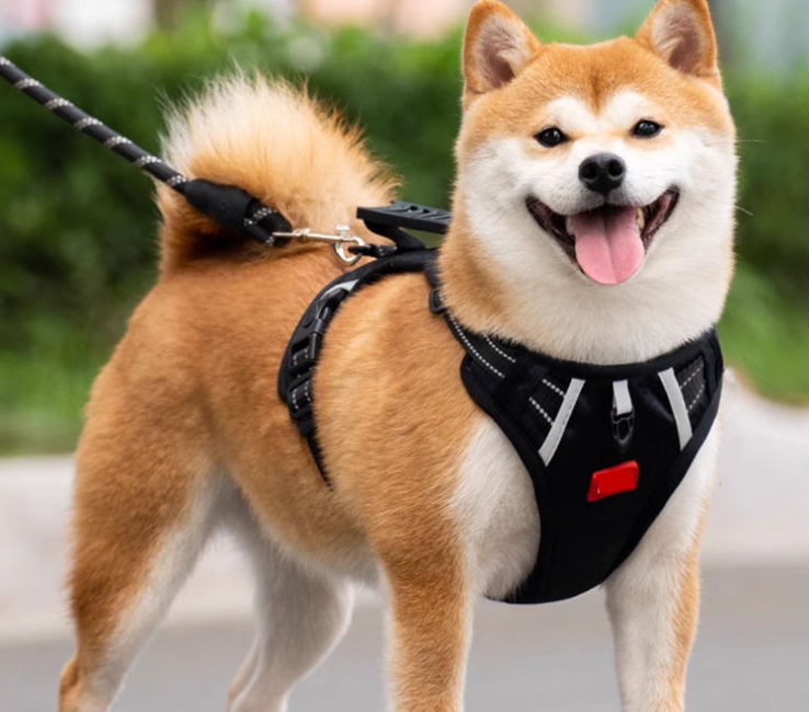Durable Dog Harness Leash Set - Comfort Fit for Active Canines