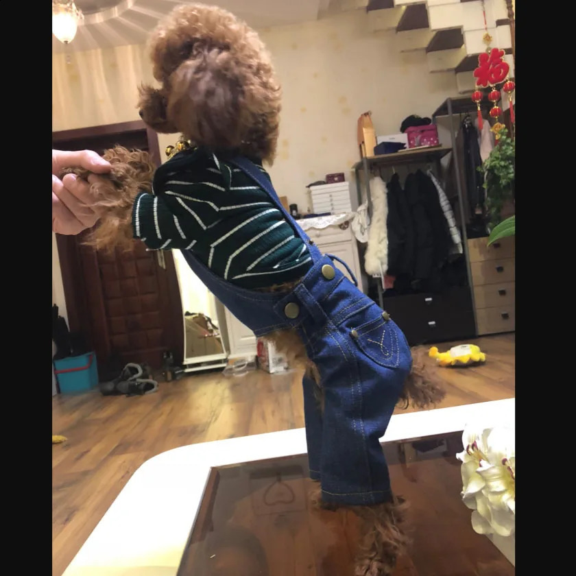 Denim jumpsuit for dogs puppy clothing denim jacket French bulldog Yorkshire Terrier pet pants jeans L 250318