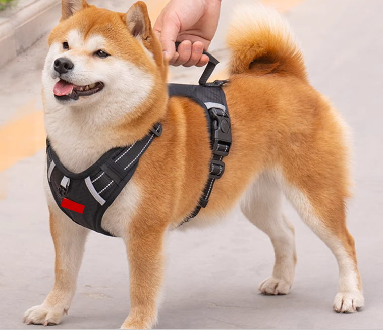 Durable Dog Harness Leash Set - Comfort Fit for Active Canines