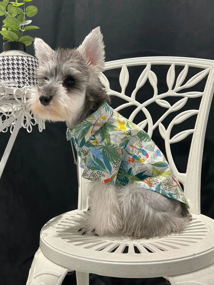 Pet clothes summer thin cat and dog pattern shirt Teddy Schnauzer 250318