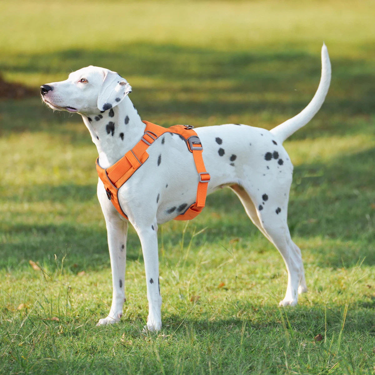 Pet Dog No pull Safety Chest Harness Function Anti-explosion Walk For small And Medium dog solid Durable harness german shepherd 250320