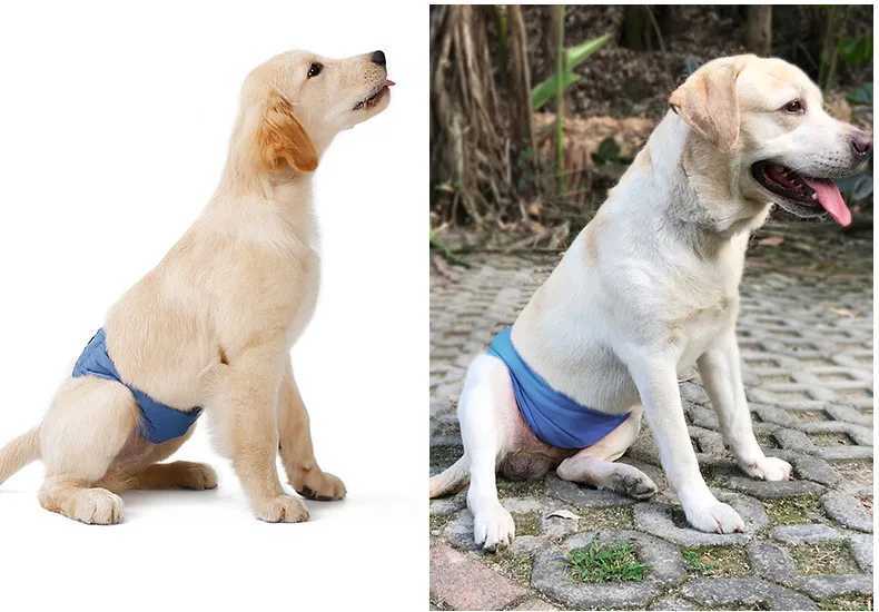 Male Dog Diaper Pet Reusable Male Dog Diaper Bottom Underwear Pet Hygiene Pants Y250320
