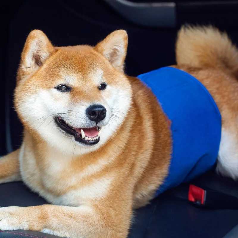 Pet soft dog belly strap washable male dog diaper belly strap reusable male dog belly bag Y250320