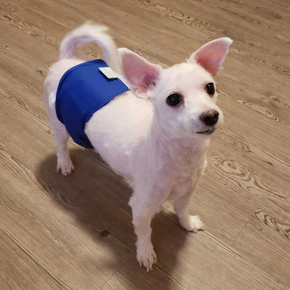 Reusable mens dog diaper suitable for small and medium-sized dogs high absorbency pet belly strap washable puppy Chihuahua puppy mascot underwear Y250
