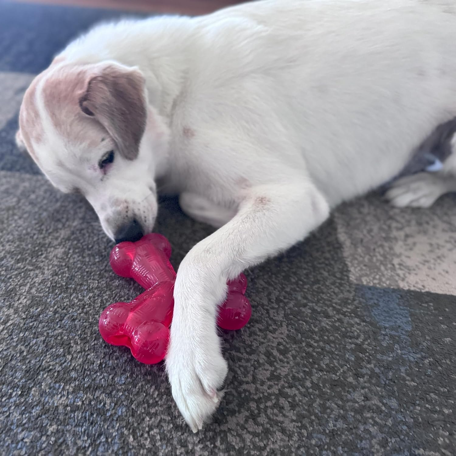 SPOT Play Strong Trident Bone - Durable Dog Toy for Aggressive Chewers, Interactive Chew Toy for Puppies and Adult Dogs, Red 6-Inch - Training and Enr