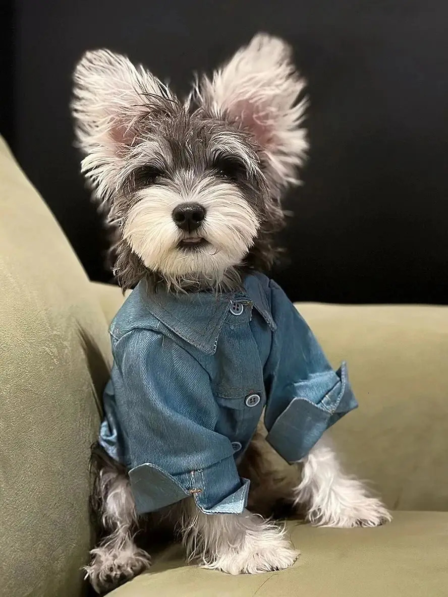 Cowboy Dog Shirt Spring/Autumn Handsome Pet Shirt Small Teddy Bear Shirena Fashion Dog Coat Dog Spring Clothing Pet Set 250318