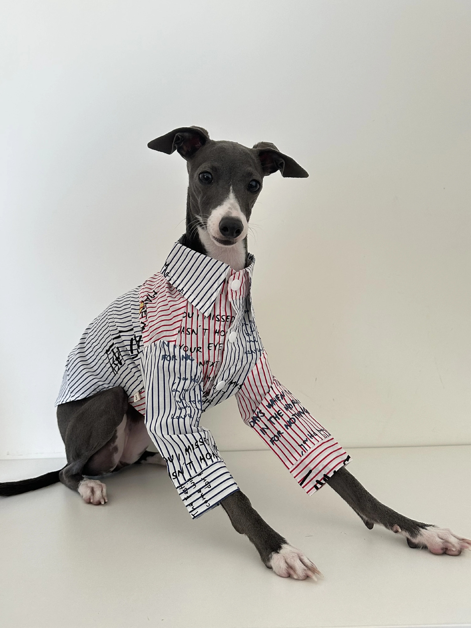 Greyhound clothing spring and summer breathable dog shirt pure cotton Whippets Italian greyhound shirt pet supplies 250318