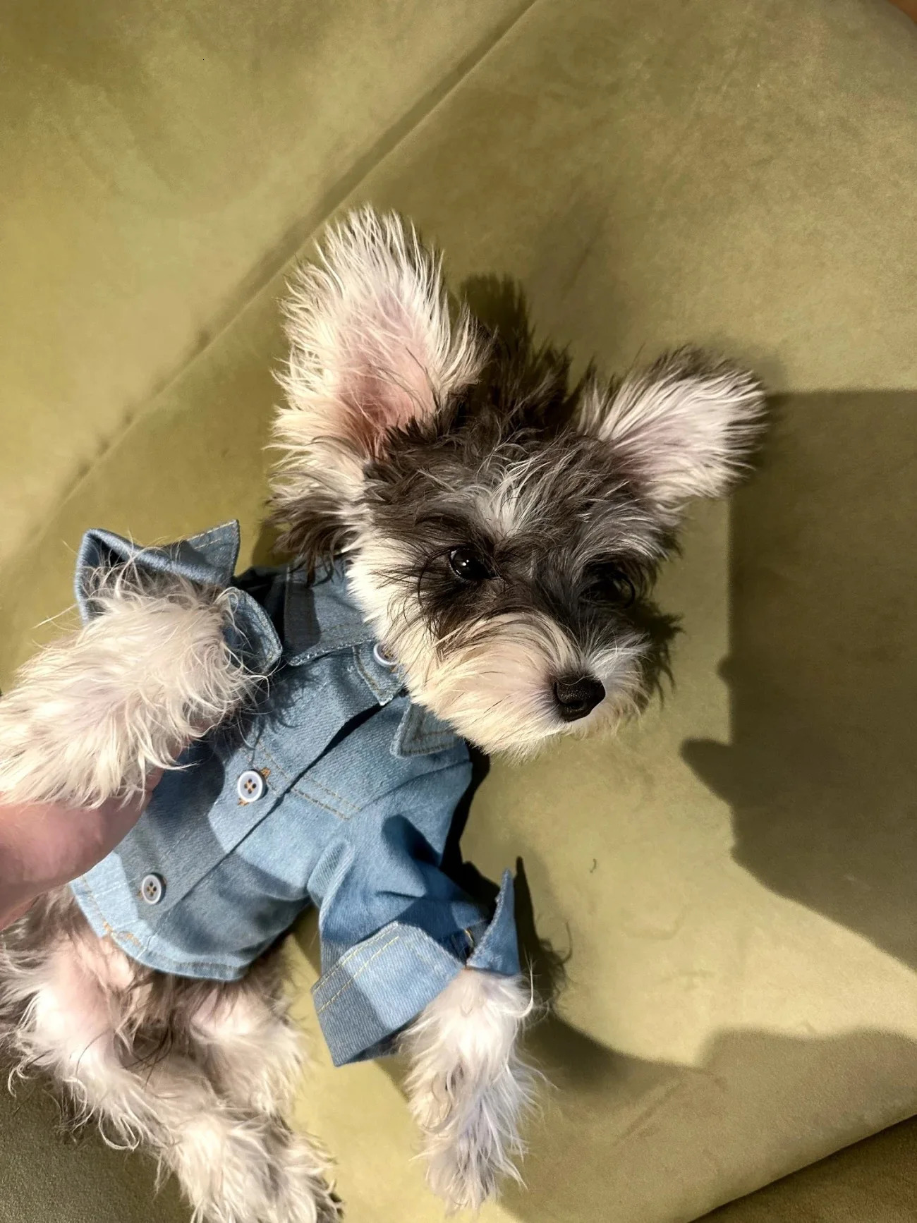 Cowboy Dog Shirt Spring/Autumn Handsome Pet Shirt Small Teddy Bear Shirena Fashion Dog Coat Dog Spring Clothing Pet Set 250318