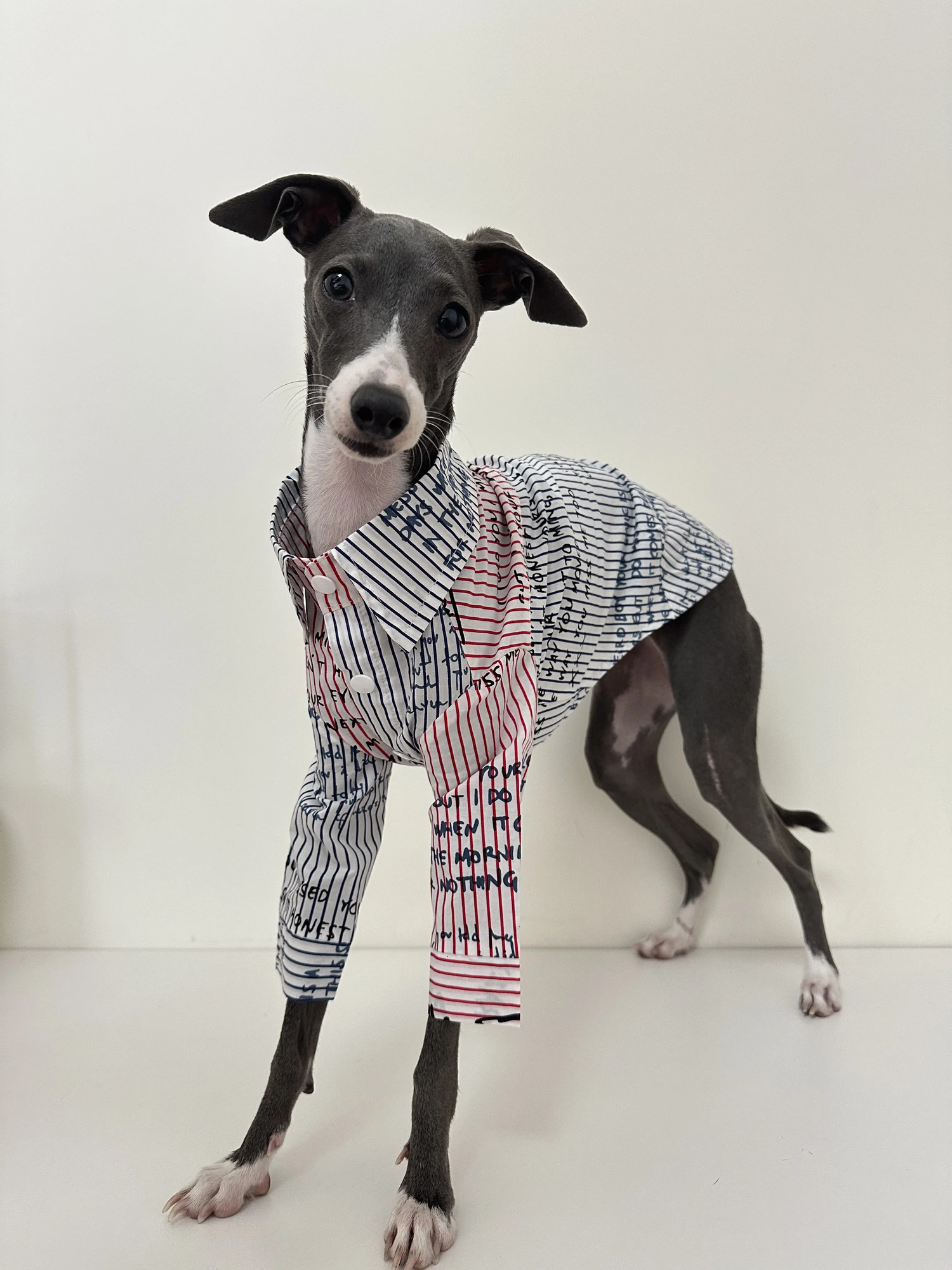 Greyhound clothing spring and summer breathable dog shirt pure cotton Whippets Italian greyhound shirt pet supplies 250318