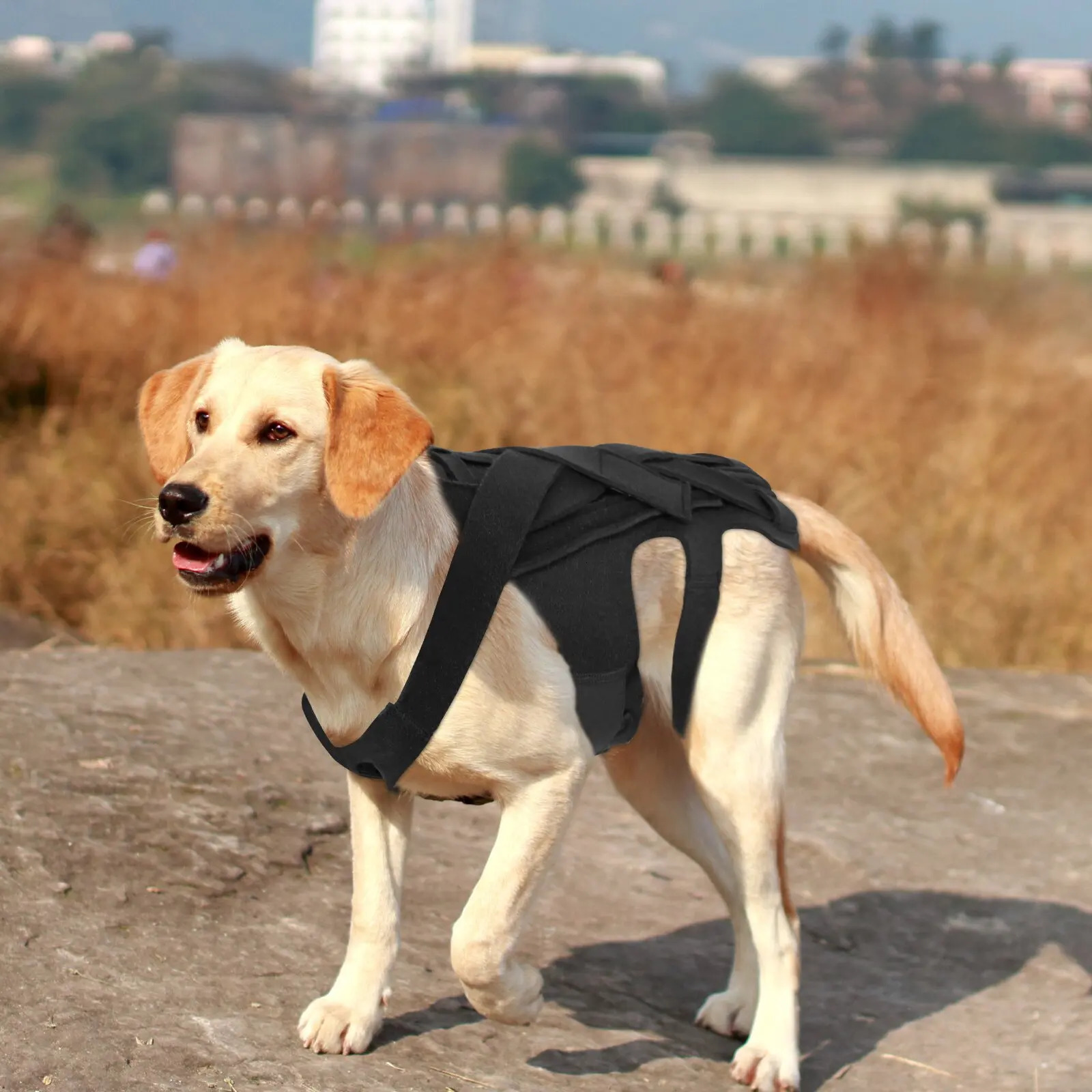 Dog Back Brace Breathable And Comfortable Adjustable Vest Helps Pet for IVDDBack PainPost Recovery and Rehabilitation a250321