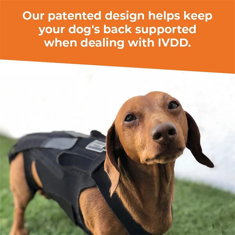 Dog Back Brace Breathable And Comfortable Adjustable Vest Helps Pet for IVDDBack PainPost Recovery and Rehabilitation a250321