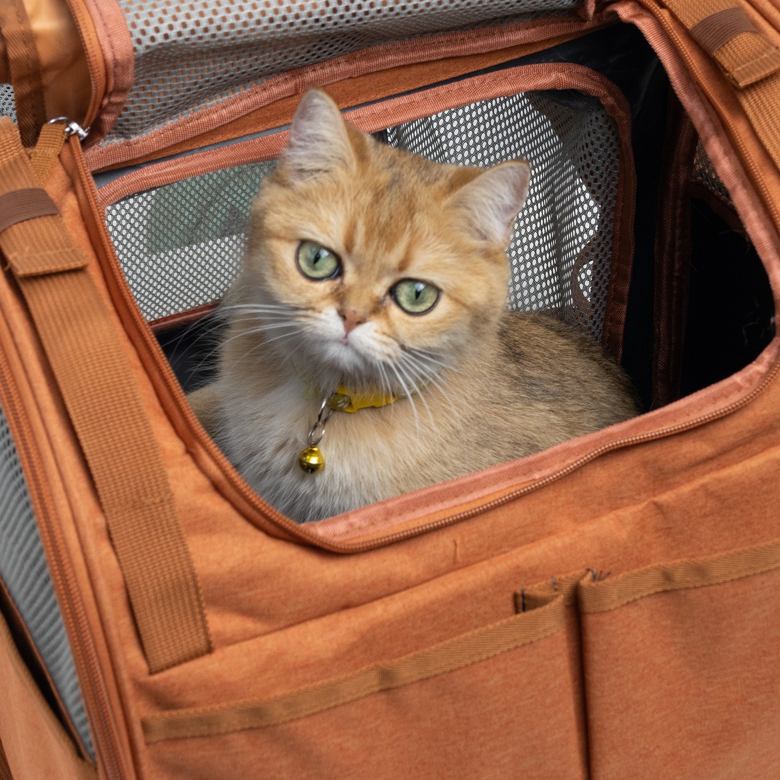 Expandable Pet Carrier: Soft-Sided Design with Adjustable Leash for Small Dogs & Cats Travel Free shipping