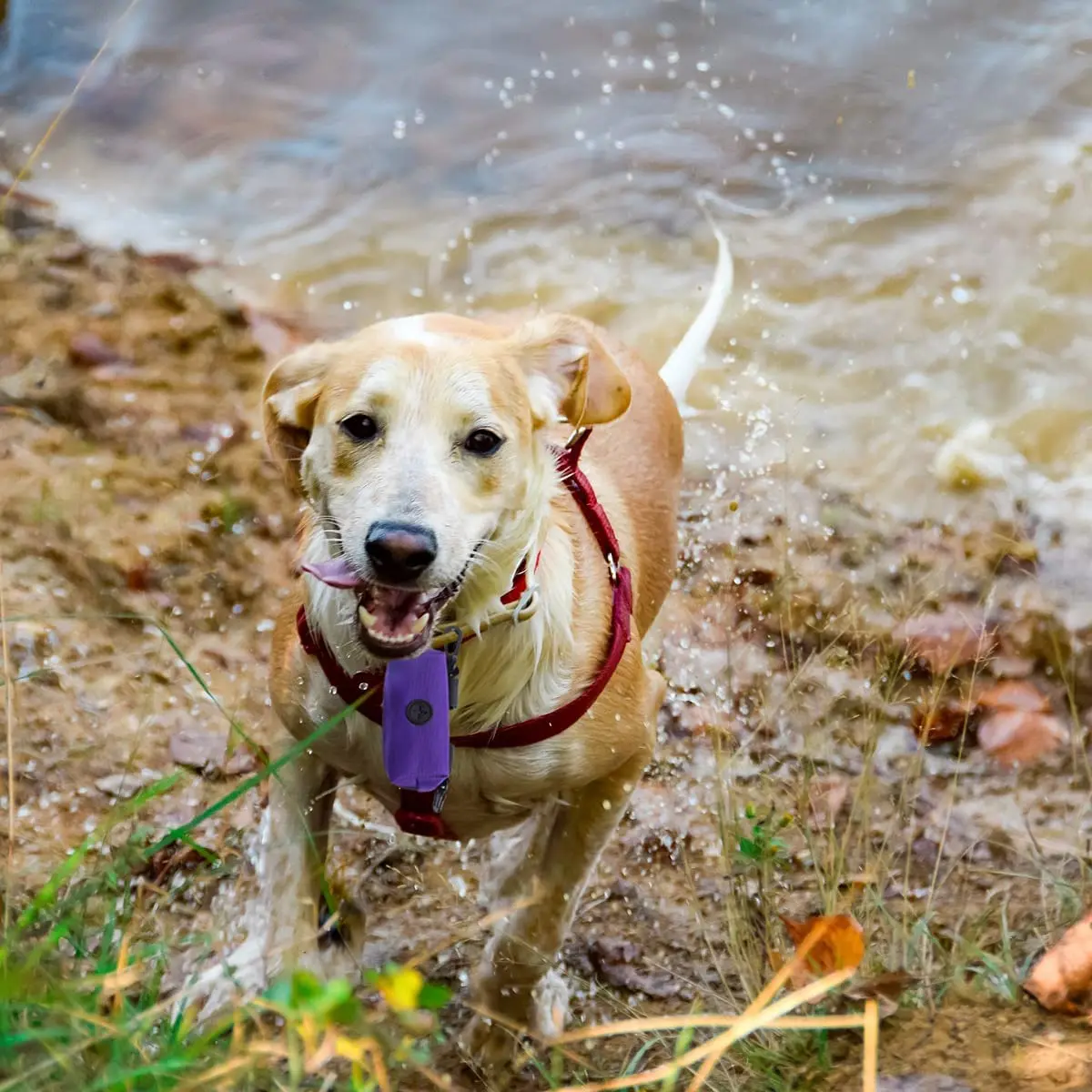 Pet Dog Poop Bag Dispenser Storage Bag Products Pet Waste Bags Carrier Dog Walking Accessories Cleaning Supplies