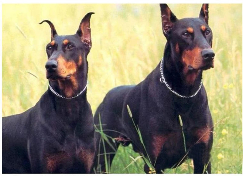 Dog Chain Collar Stainless Steel Dogs Slip Collars Metal Pet P Choke Chrome Plated Chian For Medium Large Dogs Training Pitbull 250320