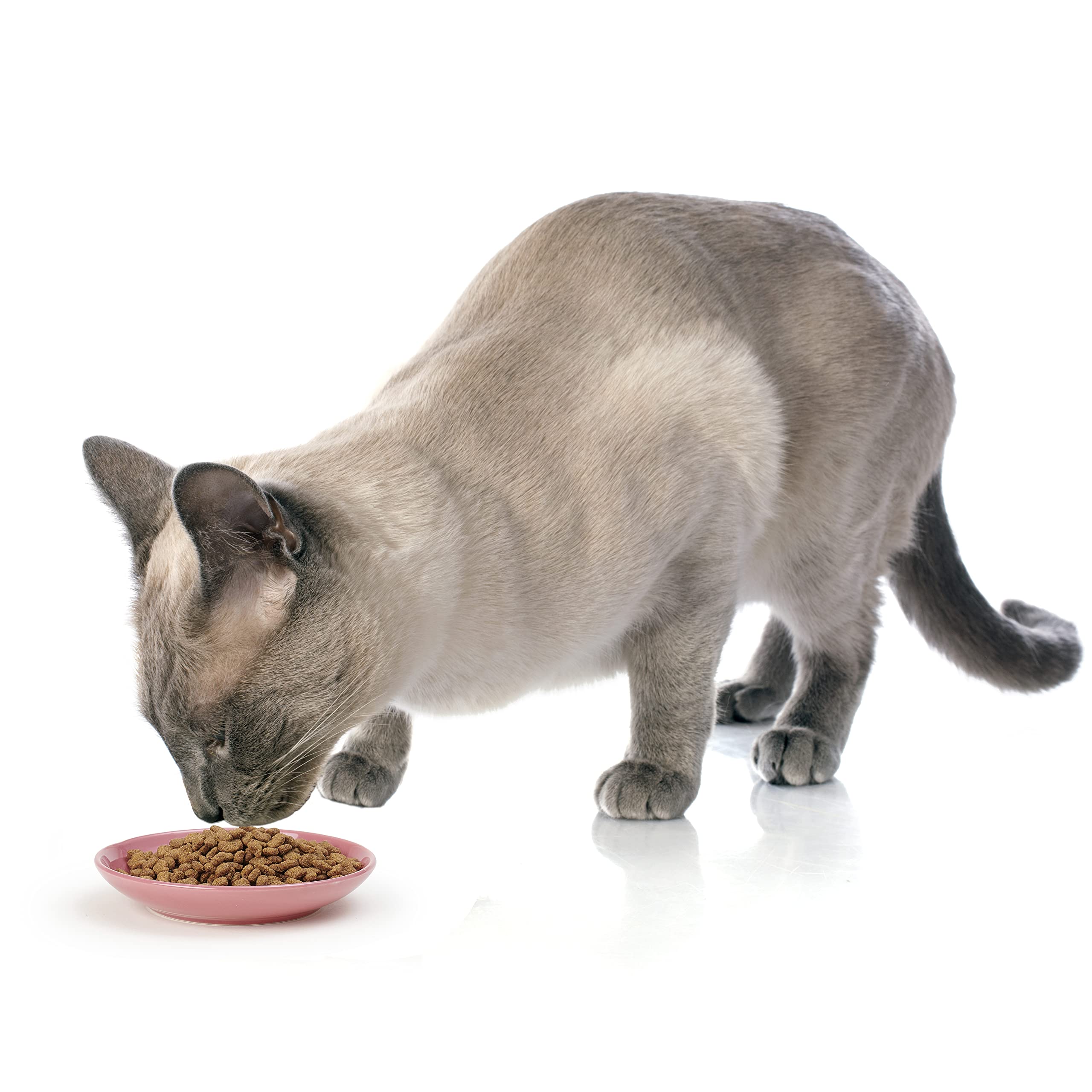 Cat-Friendly Washable Ceramic Food Bowl Silly Cat Logo, Durable 2 Cups Size, Perfect for Basin Use